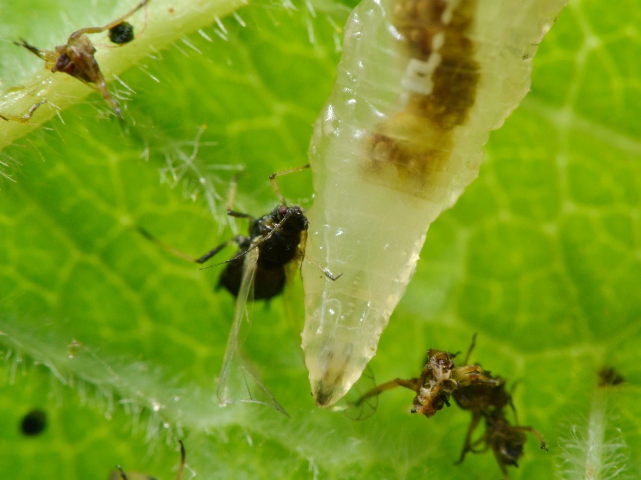 Larva di Syrphidae