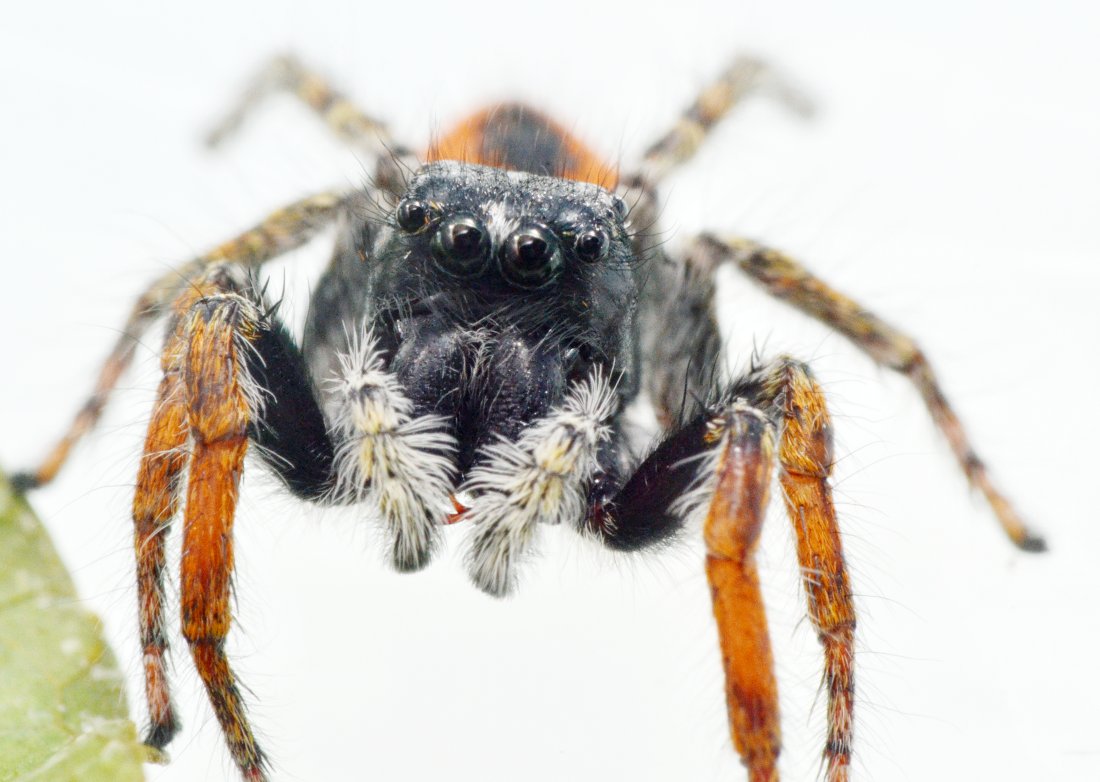 Philaeus chrysops maschio