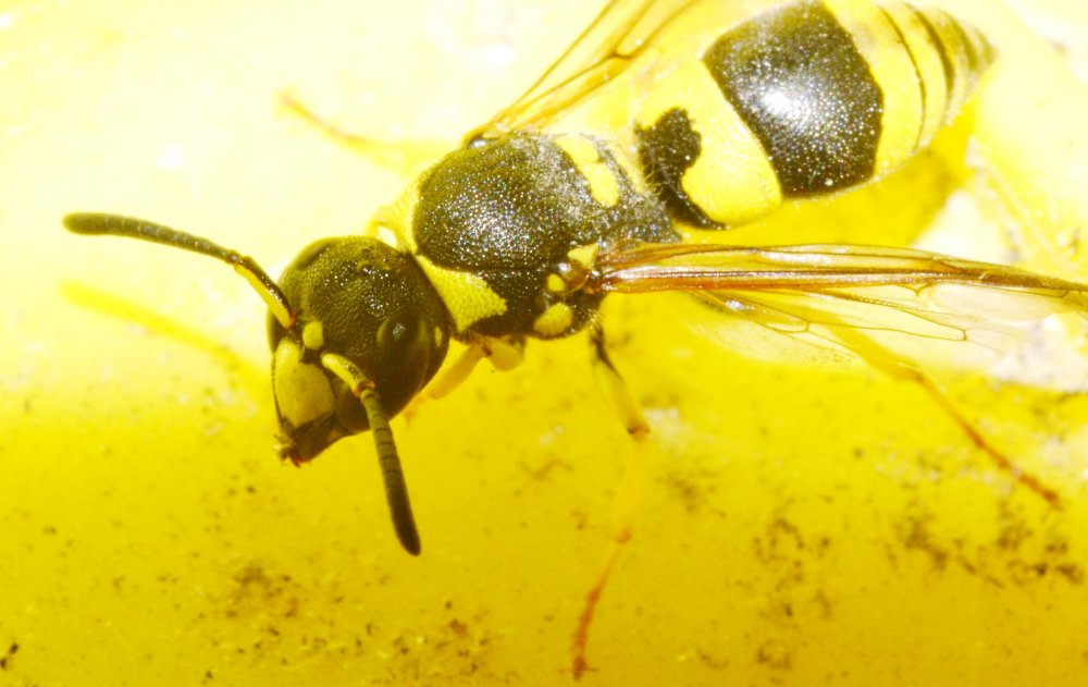 Ancistrocerus gazella, Vespidae Eumeninae