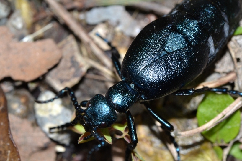Meloe violaceus?