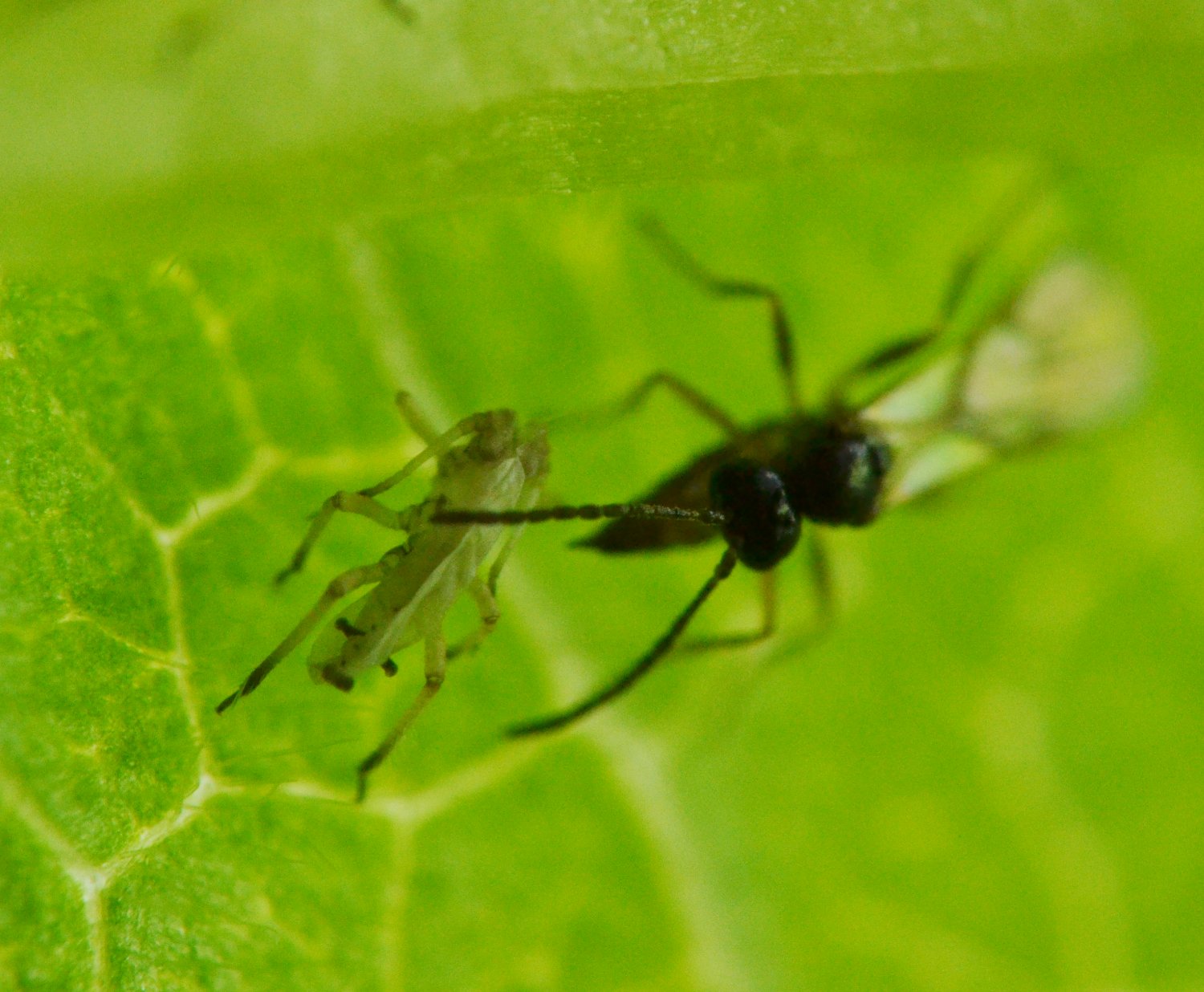 Reportage Braconidae