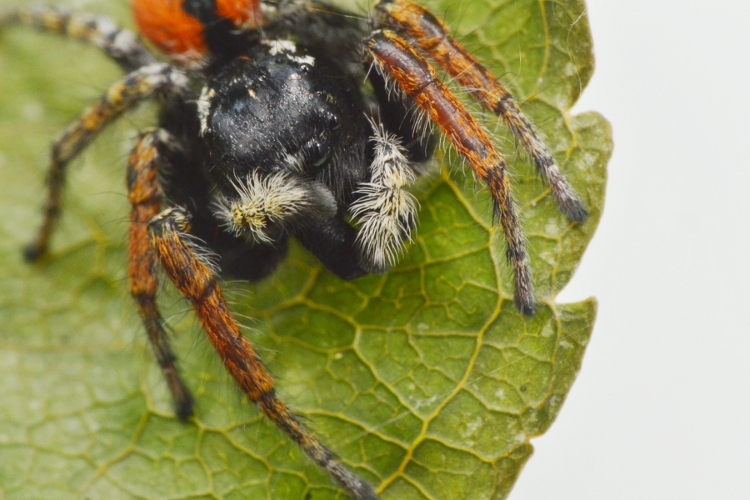 Philaeus chrysops maschio
