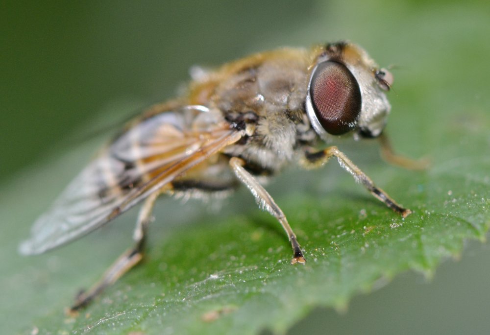 Syrphidae: Eristalis arbustorum femmina