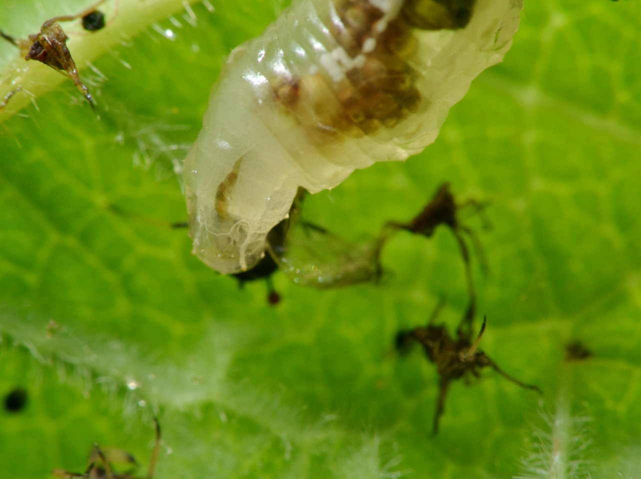 Larva di Syrphidae: una vorace divoratrice di afidi