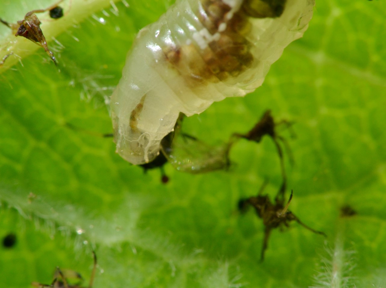 Larva di Syrphidae