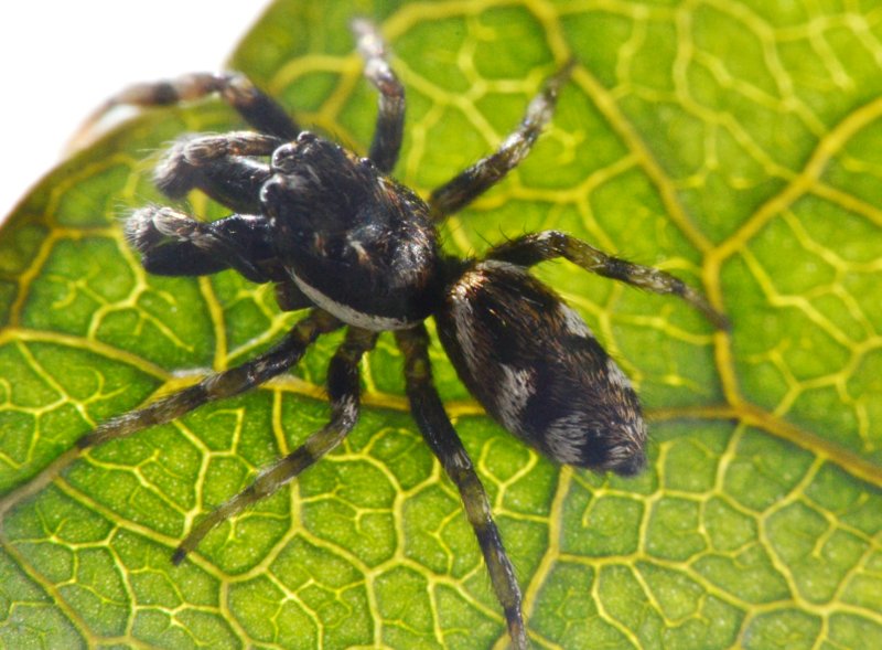 Salticus cf. zebraneus