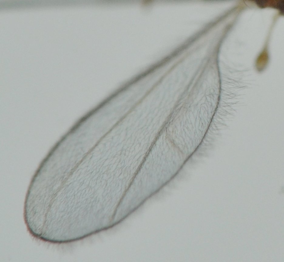 Cecidomyiidae Aphidoletes aphidimyza, dalla larva all''adulto
