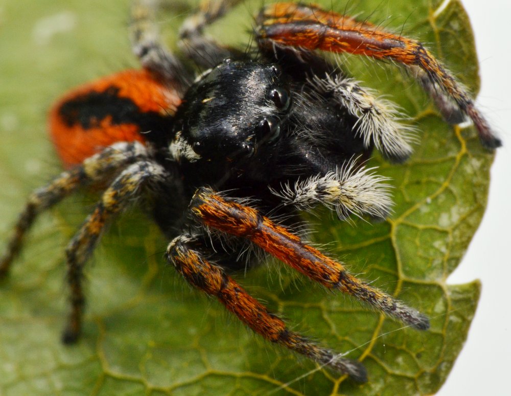 Philaeus chrysops maschio