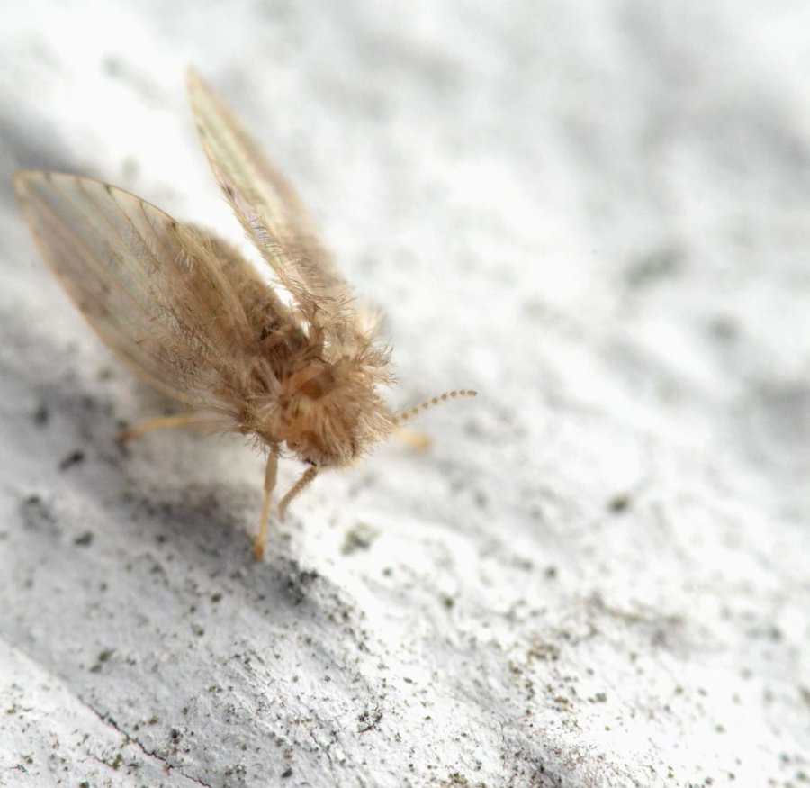 ID: Psychodidae
