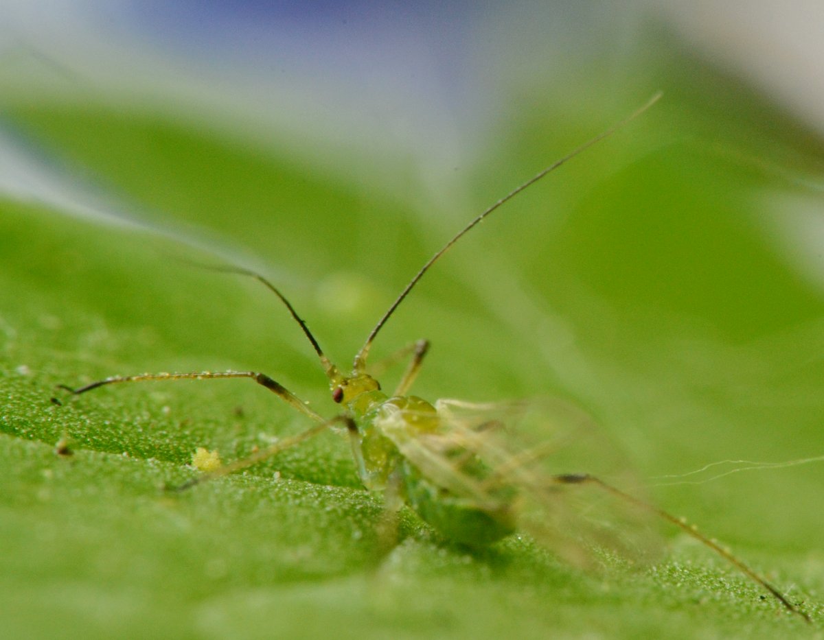 Aphidinae Macrosiphini