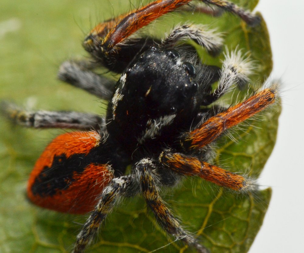 Philaeus chrysops maschio