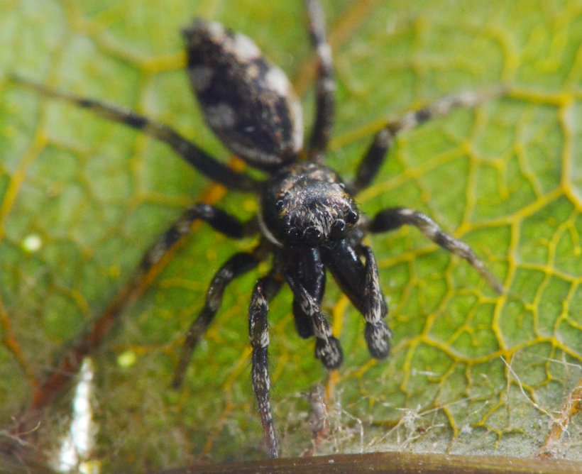 Salticus cf. zebraneus