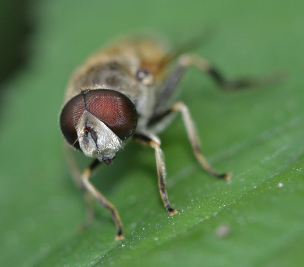 Syrphidae: Eristalis cfr. arbustorum maschio