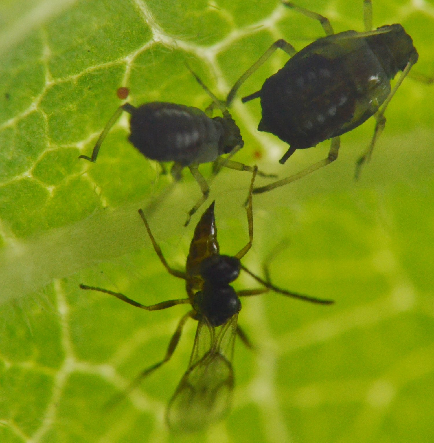 Reportage Braconidae