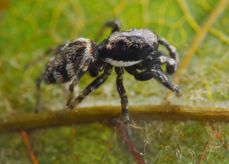 Salticus cf. zebraneus