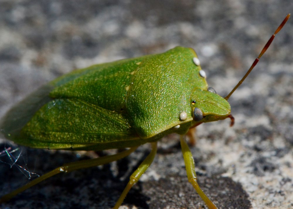 Nezara viridula parassitata da Trichopoda pennipes