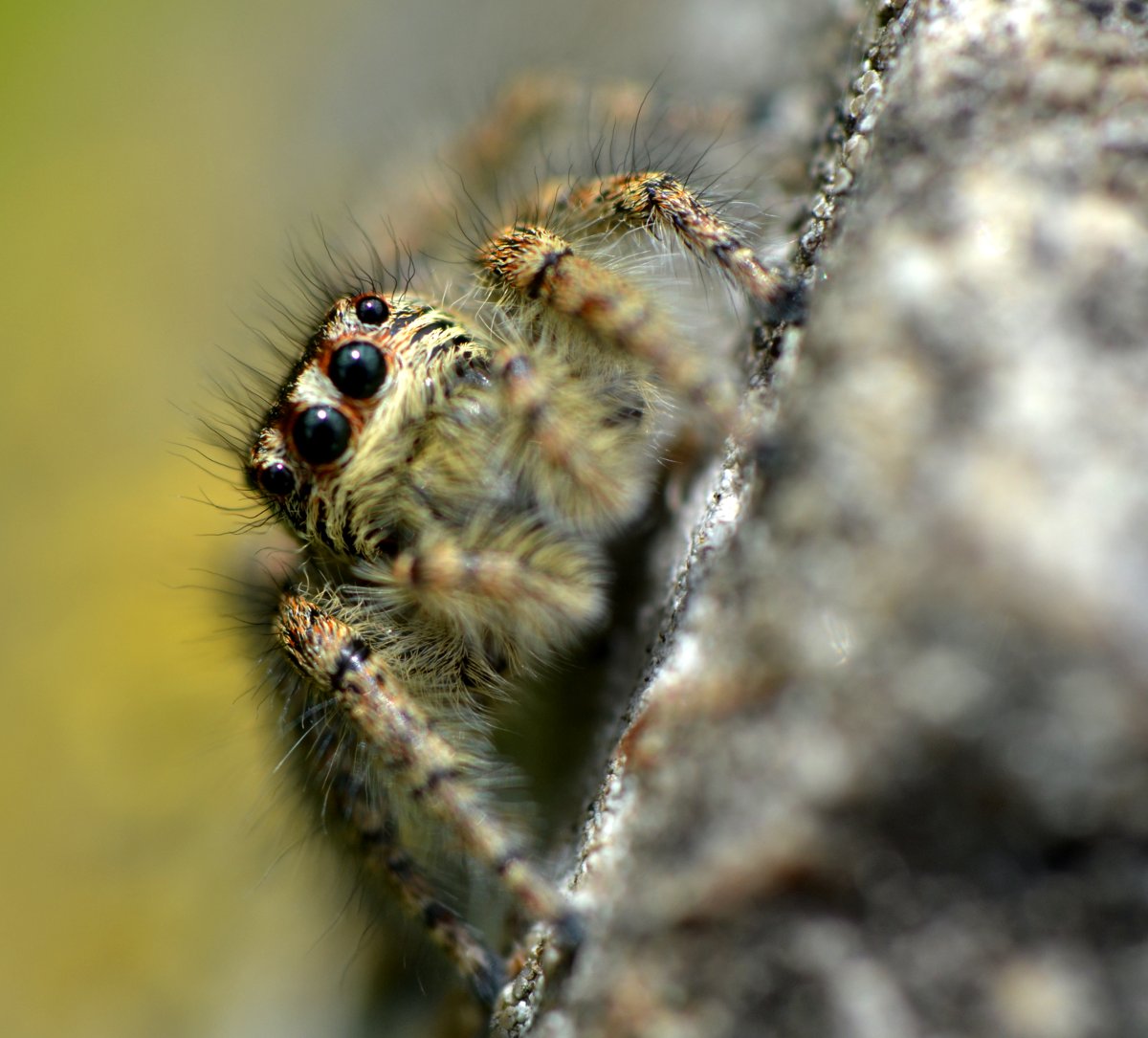 Philaeus chrysops
