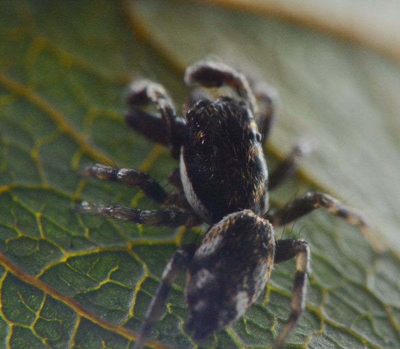 Salticus cf. zebraneus