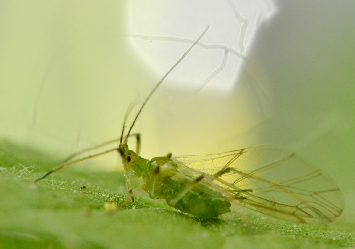 Aphidinae Macrosiphini