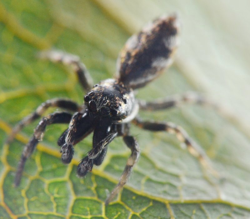 Salticus cf. zebraneus