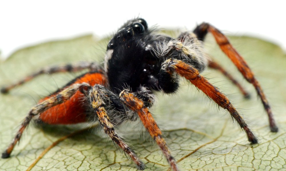 Philaeus chrysops maschio