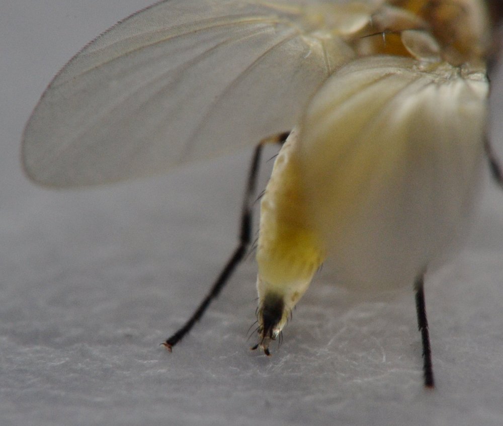Sfarfallamento di Agromyzidae (forse Phytomyzinae)