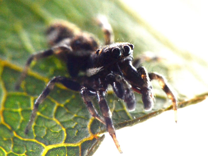 Salticus cf. zebraneus