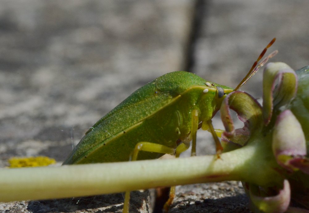 Nezara viridula parassitata da Trichopoda pennipes