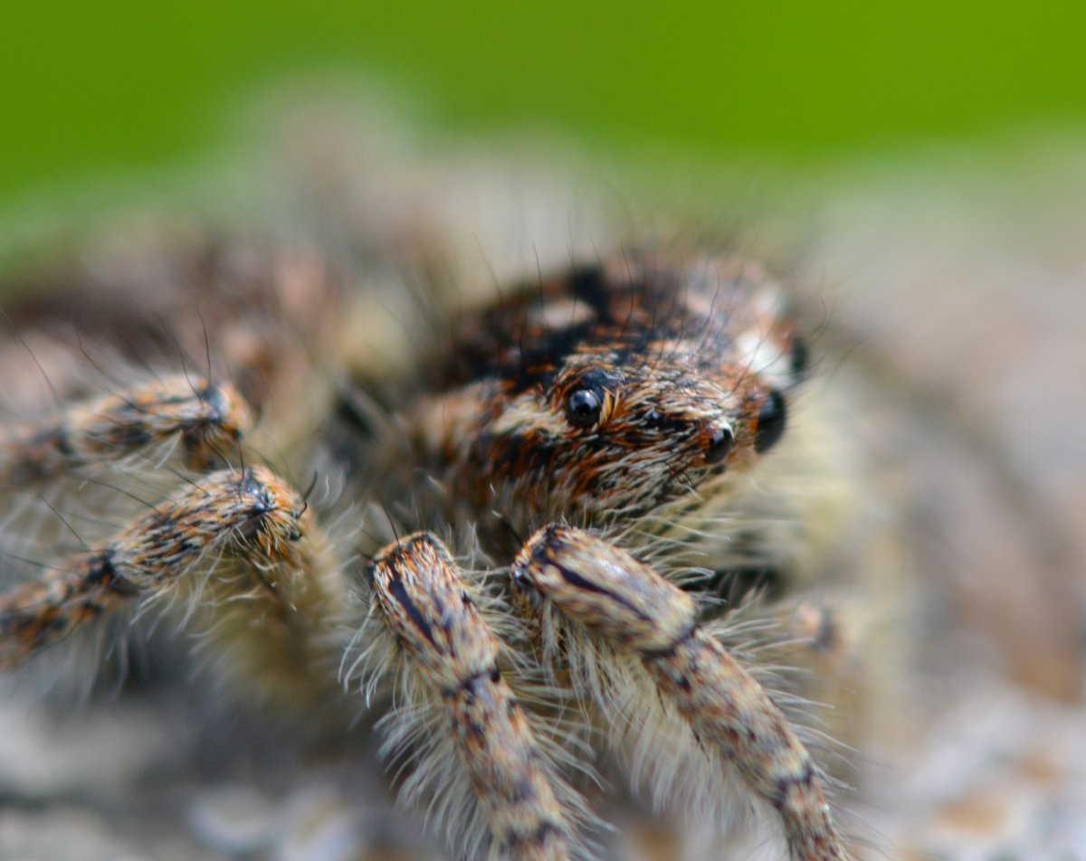 Philaeus chrysops