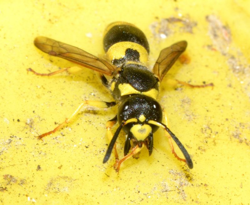 Ancistrocerus gazella, Vespidae Eumeninae