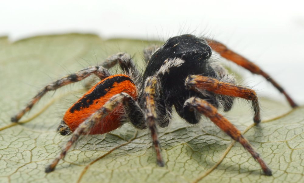 Philaeus chrysops maschio