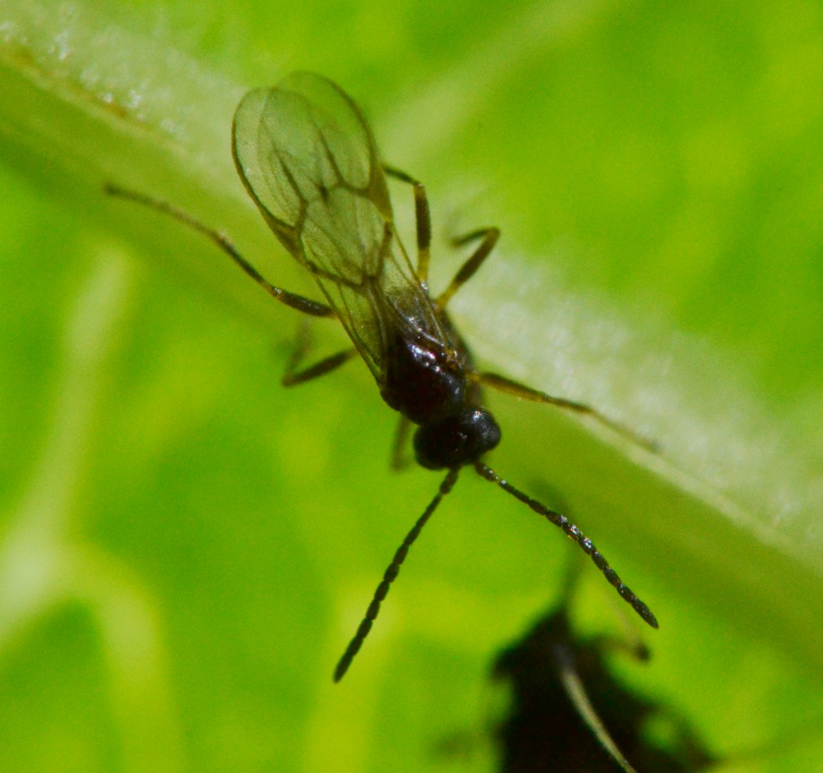 Reportage Braconidae