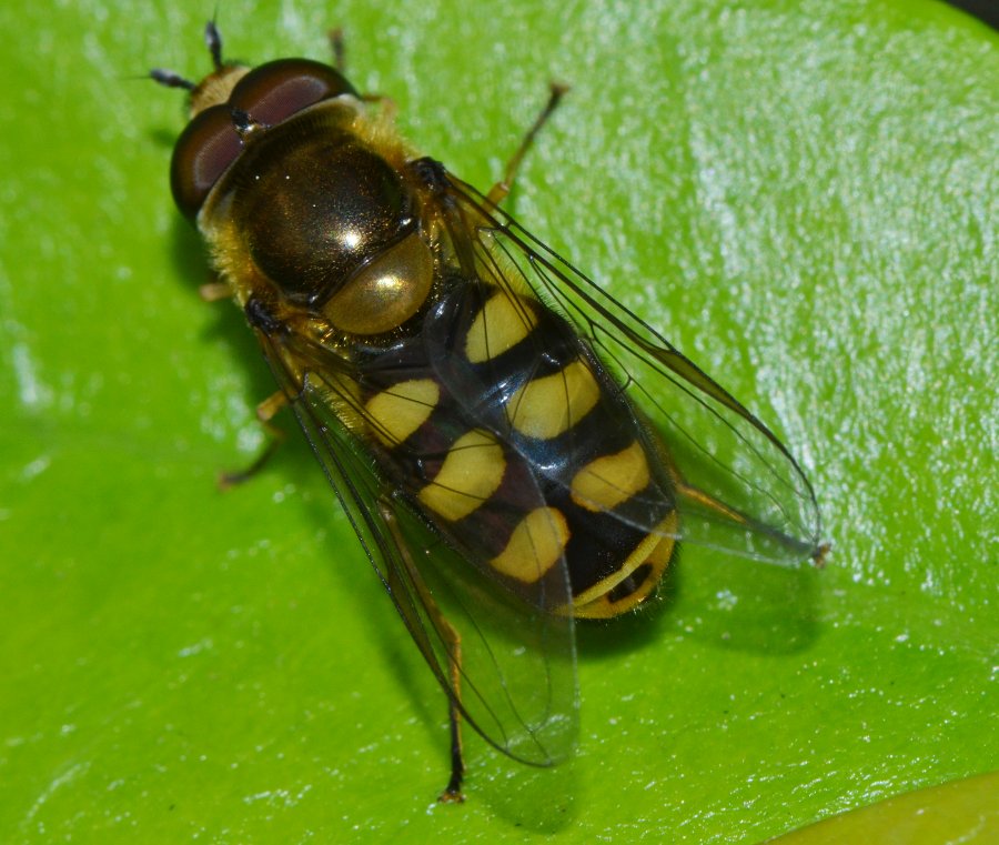 Eupeodes luniger maschio