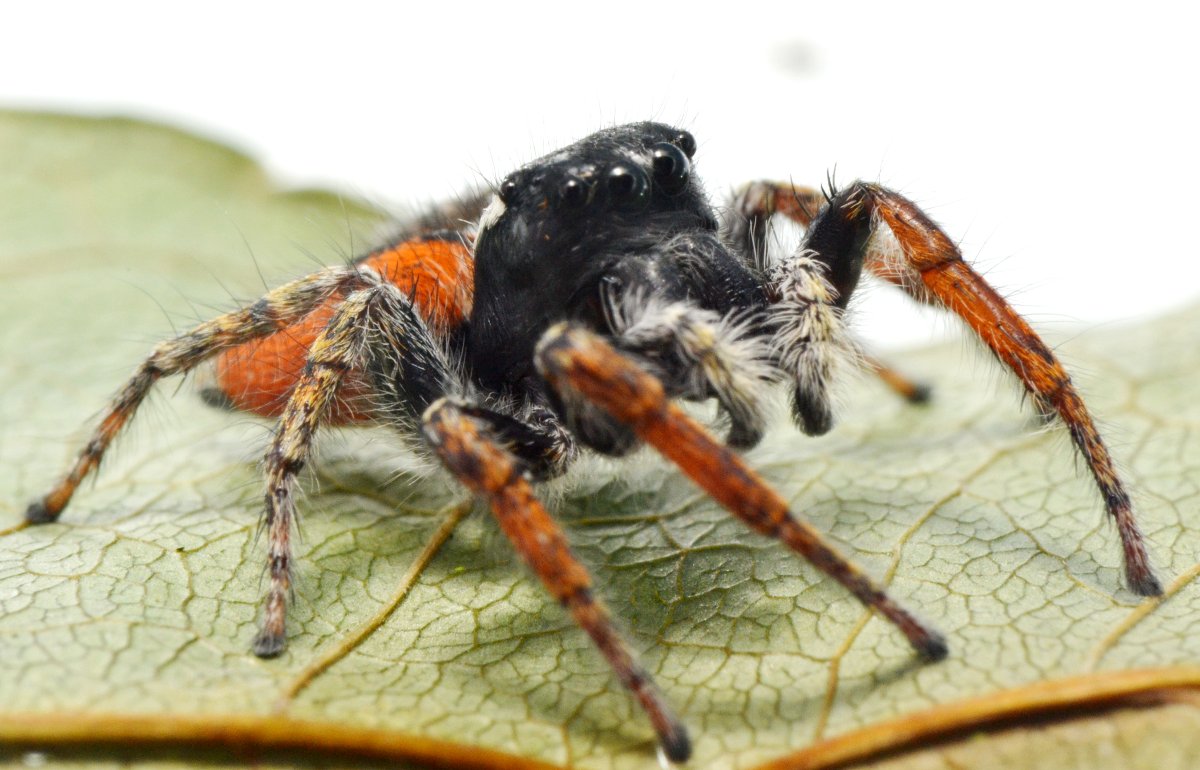 Philaeus chrysops maschio