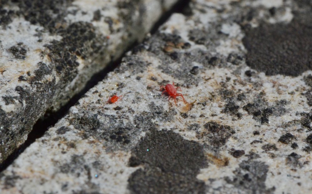ID: Balaustium sp.