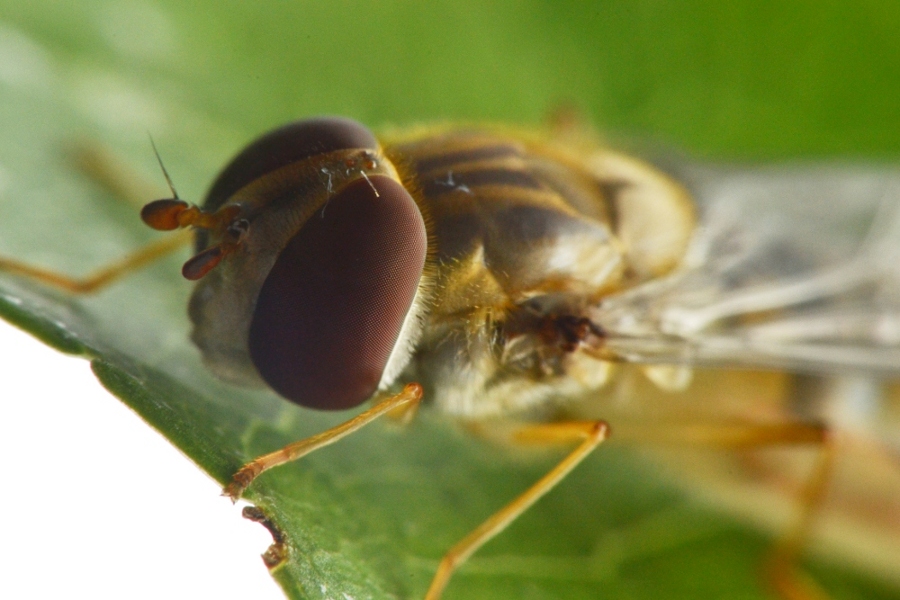 Episyrphus balteatus dalla larva all''adulto