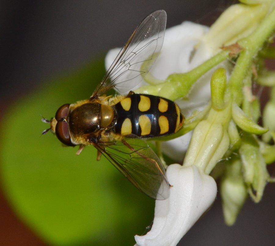 Eupeodes luniger maschio