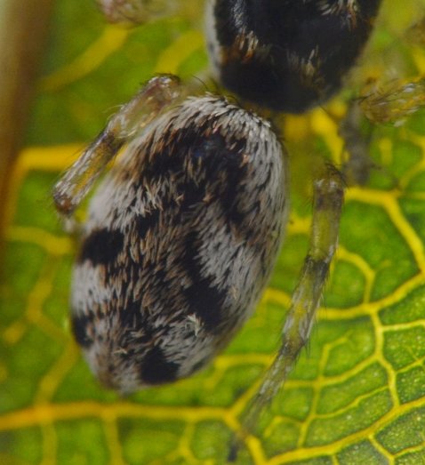 Salticus cf. zebraneus