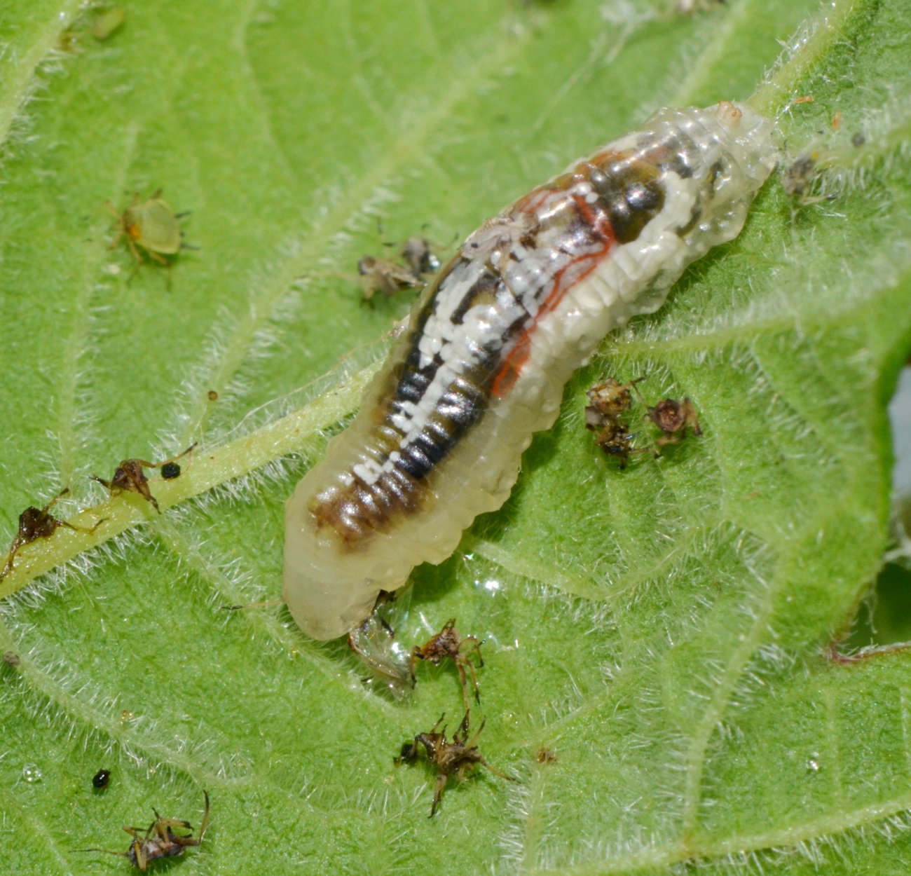Larva di Syrphidae: una vorace divoratrice di afidi