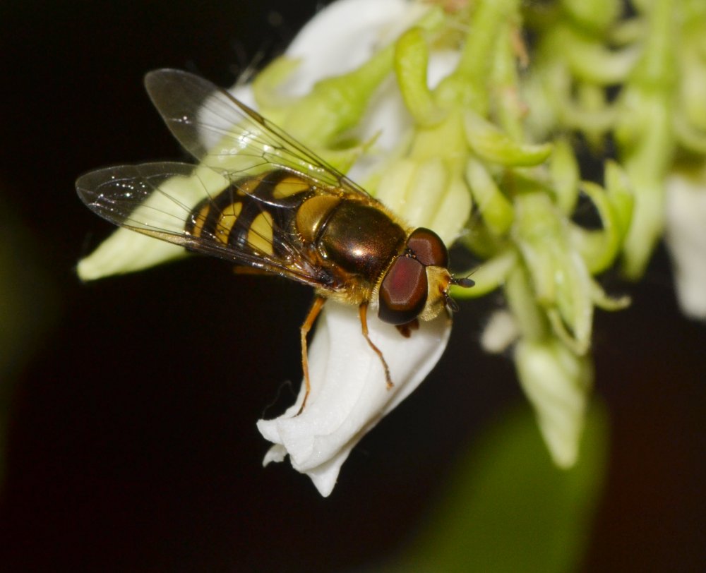 Eupeodes luniger maschio