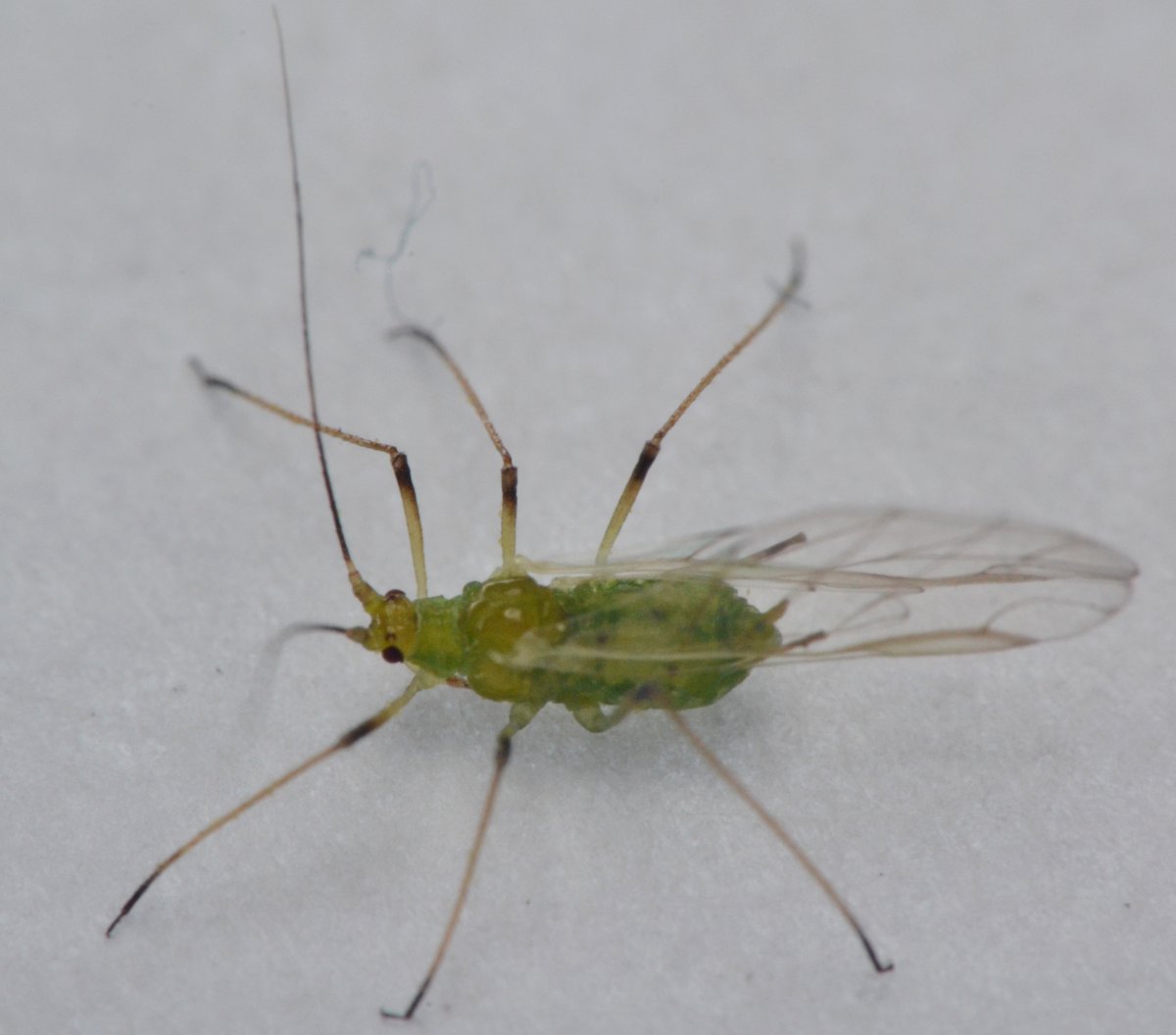 Aphidinae Macrosiphini