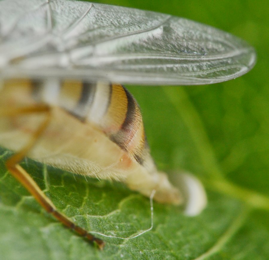 Episyrphus balteatus dalla larva all''adulto