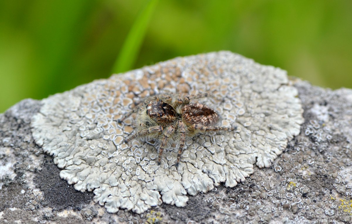 Philaeus chrysops