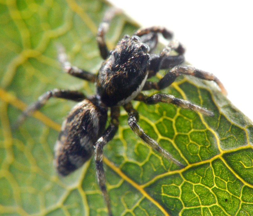 Salticus cf. zebraneus