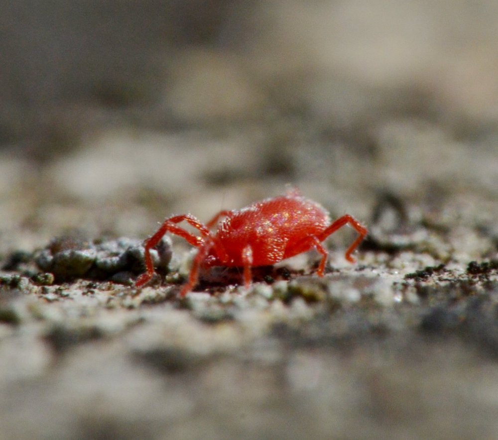 ID: Balaustium sp.
