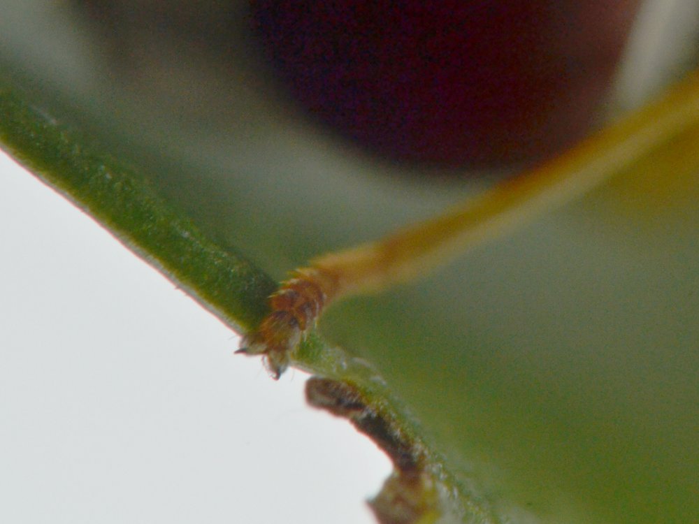 Episyrphus balteatus dalla larva all''adulto