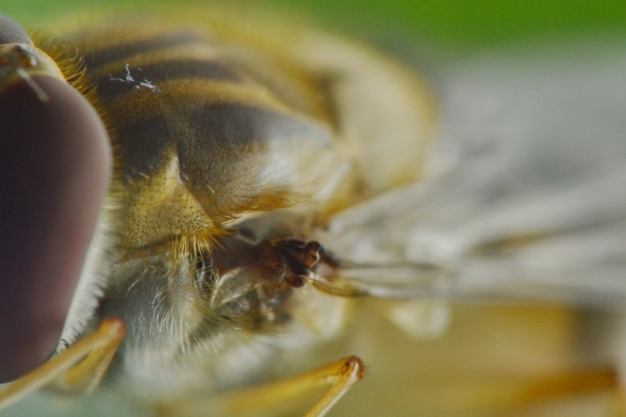 Episyrphus balteatus dalla larva all''adulto