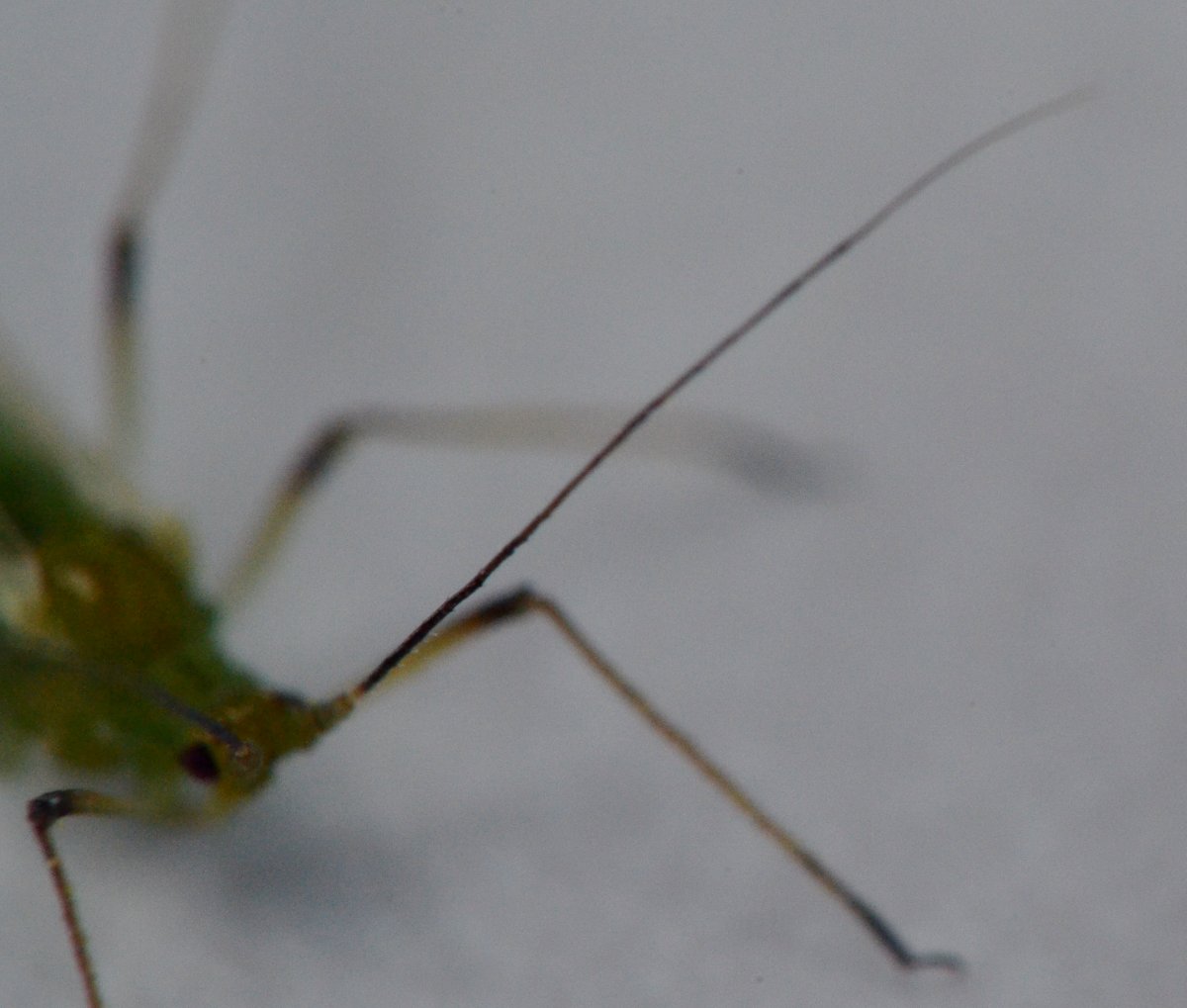 Aphidinae Macrosiphini