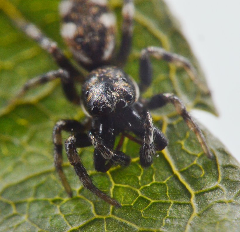 Salticus cf. zebraneus