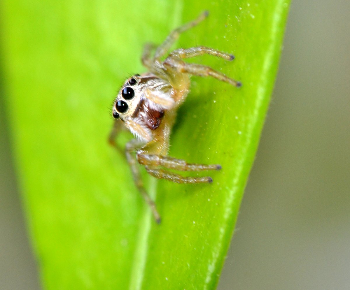 Icius sp. (I. hamatus?)